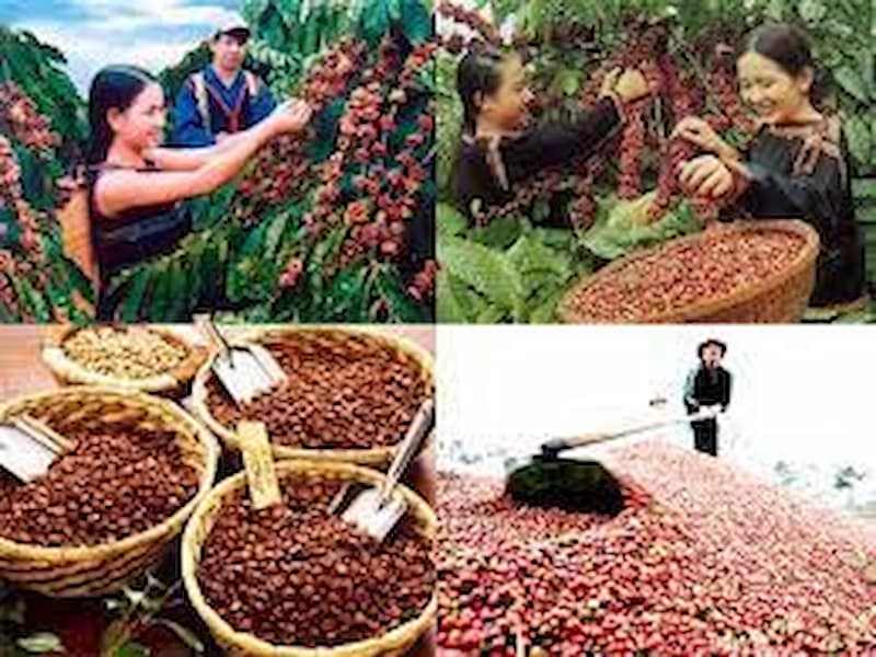 Hình ảnh thu hoạch cà phê